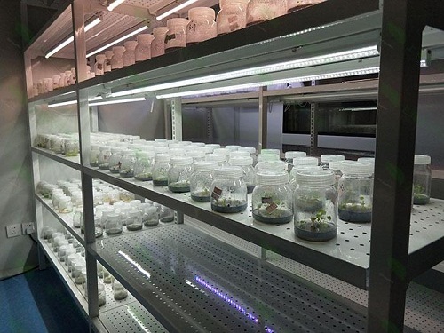 泸溪植物组织培养实验室设计建设方案